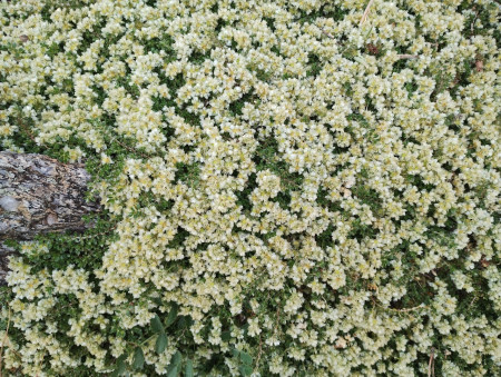 Paronychia kapela ssp.serpyllifolia